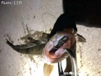 マゴチ