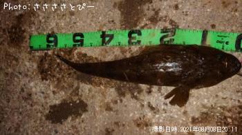 マゴチ＆ワタリガニ＆うなぎ