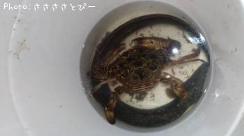 マゴチ＆ワタリガニ＆うなぎ