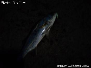 シーバス