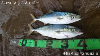 イナダ