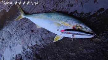 イナダ