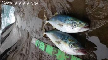 イナダ