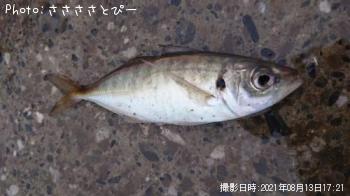 アジ