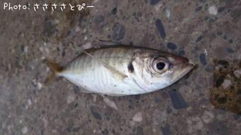 アジ