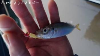 アジ