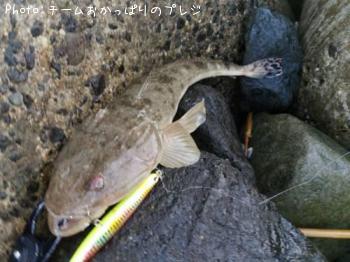 マゴチ