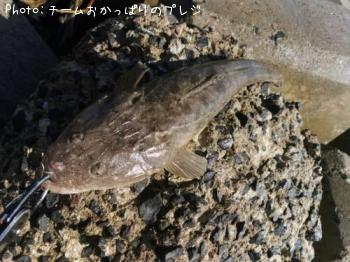 マゴチ