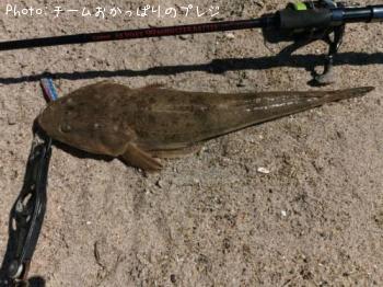 マゴチ