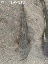 マゴチ
