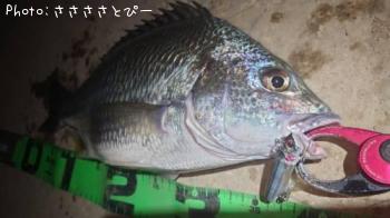 マゴチ＆キビレ