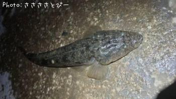 マゴチ＆キビレ