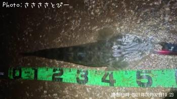マゴチ