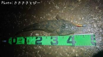マゴチ
