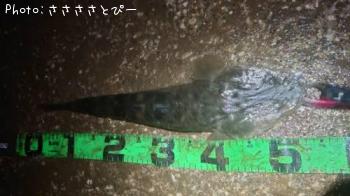 マゴチ