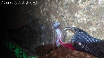 マゴチ