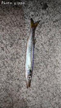 カマス