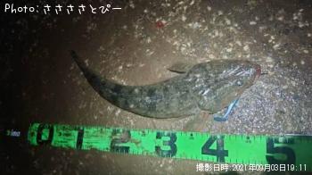 マゴチ＆うなぎ