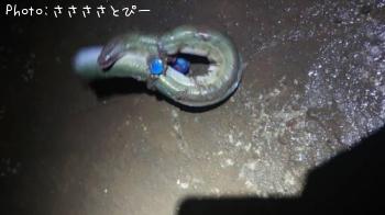 マゴチ＆うなぎ