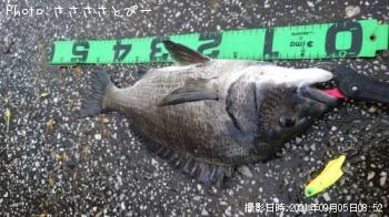 クロダイ