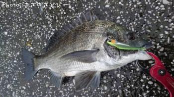 クロダイ