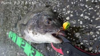 クロダイ