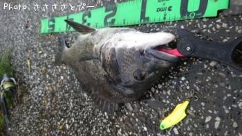 クロダイ