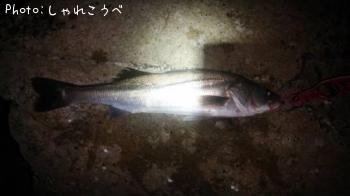シーバス