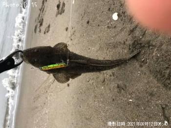 マゴチ、ウミヘビ