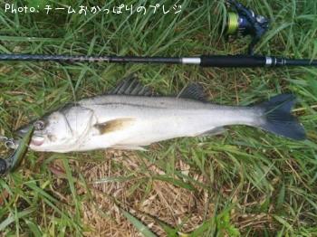 シーバス