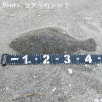 ヒラメ