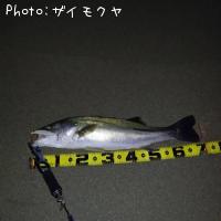 シーバス