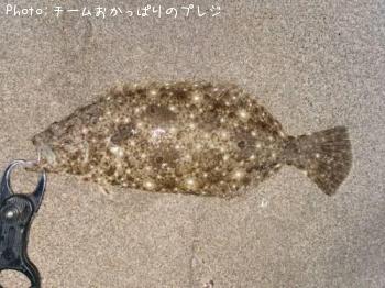 ヒラメ