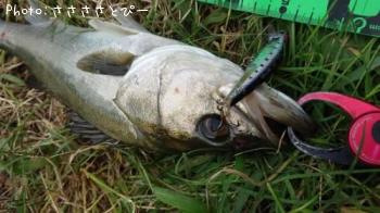 �����Х�