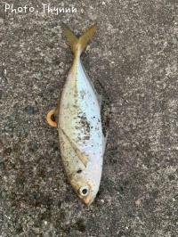 アジ