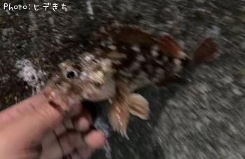 カサゴ