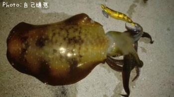 アオリイカ
