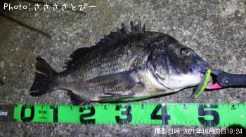 クロダイ