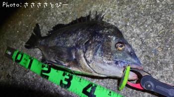 クロダイ