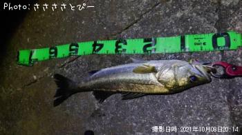 シーバス