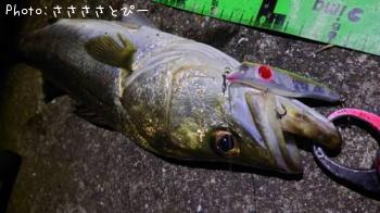 シーバス