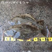 ヒラメ