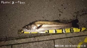 シーバス
