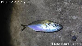 アジ
