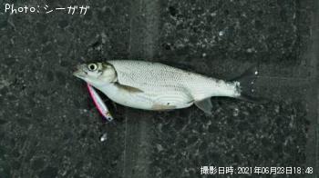 ワタカ
