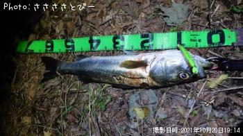 シーバス
