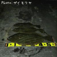 ヒラメ