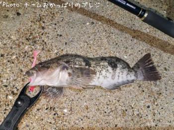 アイナメ