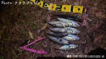 アジ