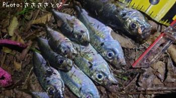 アジ